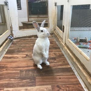 Meet your Posher, Riley